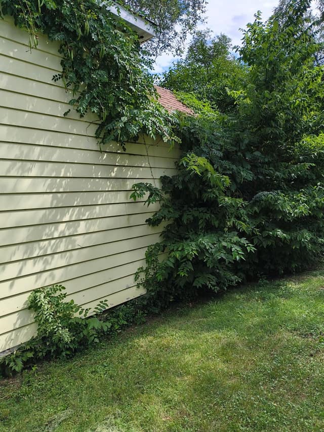 517 Vine St photo 6